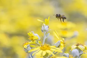 European honey bee (Apis mellifera) in flight, feeding on flowers (Brachyglottis sp) European honey bee (Apis mellifera) in flight, feeding on flowers (Brachyglottis sp)