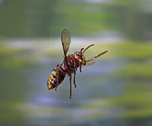 European hornet (Vespa crabro) worker in flight, Surrey, England, August European hornet (Vespa crabro) worker in flight, Surrey, England, August