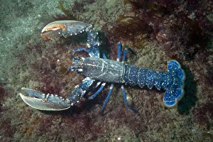 European lobster (Homarus gammarus) Channel Islands, UK July European lobster (Homarus gammarus) Channel Islands, UK July
