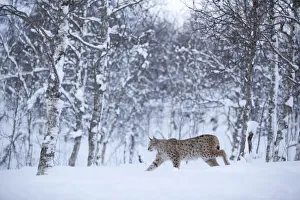 European Lynx (Lynx lynx) in birch forest in snow, Tromso, Norway, captive, April European Lynx (Lynx lynx) in birch forest in snow, Tromso, Norway, captive, April