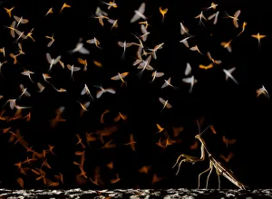 European mantis (Mantis religiosa) hunting swarming Pale burrower mayfly (Ephoron virgo) European mantis (Mantis religiosa) hunting swarming Pale burrower mayfly (Ephoron virgo)