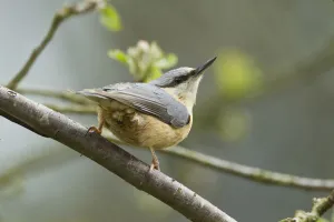 European Nuthatch (Sitta europaea). Powys, Wales, May European Nuthatch (Sitta europaea). Powys, Wales, May
