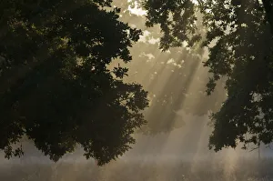 European oak (Quercus robur) with rays of sunlight, Klampenborg Dyrehaven, Denmark European oak (Quercus robur) with rays of sunlight, Klampenborg Dyrehaven, Denmark