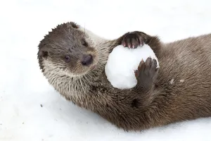 European otter (Lutra lutra) with snow ball, Bavarian Forest National Park, Germany, January European otter (Lutra lutra) with snow ball, Bavarian Forest National Park, Germany, January