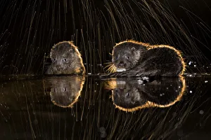 European otters (Lutra lutra) feeding at water?s edge with splashing water, Kiskunsagi European otters (Lutra lutra) feeding at water?s edge with splashing water, Kiskunsagi
