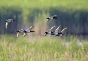 European pochard (Aythya ferina) flock in flight, Pusztaszer, Hungary, May 2008 European pochard (Aythya ferina) flock in flight, Pusztaszer, Hungary, May 2008