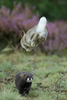 European polecat (Mustela putorius) hunting rabbit which is jumping to get away European polecat (Mustela putorius) hunting rabbit which is jumping to get away