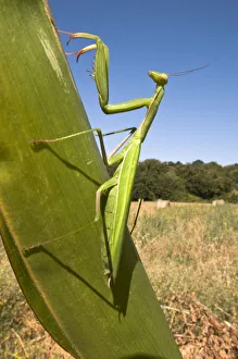 European praying mantis (Mantis religiosa) camouflaged on leaf, Tuscany, Italy European praying mantis (Mantis religiosa) camouflaged on leaf, Tuscany, Italy