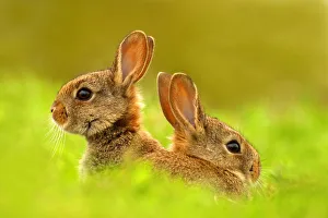 European rabbits (Oryctolagus cuniculus) juveniles emerging from burrow, Cheshire, UK May European rabbits (Oryctolagus cuniculus) juveniles emerging from burrow, Cheshire, UK May