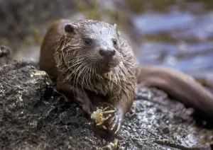 European river otter juvenile male eating crab, Shetland Isles, UK European river otter juvenile male eating crab, Shetland Isles, UK