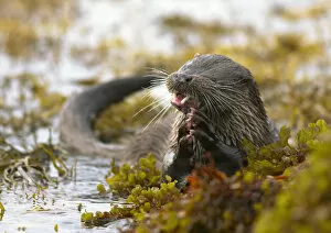 Images Dated 29th October 2006: European river otter (Lutra lutra) holding fish amongst wetland vegetation. Island of Mull