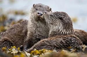 European river otter (Lutra lutra) cub grooming sibling, Shetland, Scotland, UK, July European river otter (Lutra lutra) cub grooming sibling, Shetland, Scotland, UK, July
