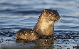 Two European river otters (Lutra lutra) swimming in shallow water, Isle of Mull Two European river otters (Lutra lutra) swimming in shallow water, Isle of Mull