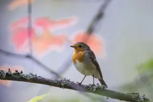 European robin (Erithacus rubecula) adult with autumn leaves in background, Punkaharju European robin (Erithacus rubecula) adult with autumn leaves in background, Punkaharju