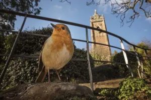 European robin (Erithacus rubecula) low angle view near church, Bristol, UK. January European robin (Erithacus rubecula) low angle view near church, Bristol, UK. January