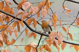 European robin (Erithacus rubecula), Reddish Vale Country Park, Greater Manchester, UK European robin (Erithacus rubecula), Reddish Vale Country Park, Greater Manchester, UK