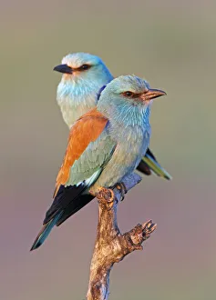 European Roller (Coracias garrulus) pair perched on branch, Pusztaszer, Hungary, May 2008 European Roller (Coracias garrulus) pair perched on branch, Pusztaszer, Hungary, May 2008