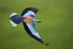 European roller (Coracias garrulus) in flight, Pusztaszer, Hungary, May European roller (Coracias garrulus) in flight, Pusztaszer, Hungary, May