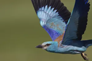 European roller (Coracias garrulus) in flight, Pusztaszer reserve, Hungary. May European roller (Coracias garrulus) in flight, Pusztaszer reserve, Hungary. May