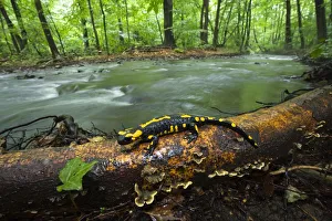 European salamander (Salamandra salamandra) on tree trunk beside river European salamander (Salamandra salamandra) on tree trunk beside river