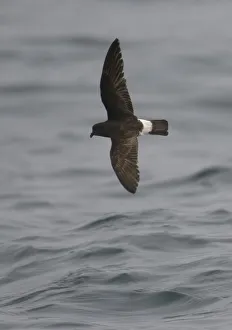 European storm-petrel (Hydrobates pelagicus) in flight over Irish sea off Pembrokeshire coast European storm-petrel (Hydrobates pelagicus) in flight over Irish sea off Pembrokeshire coast