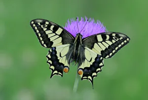 European swallowtail butterfly (Papilio machaon gorganus) on flower, Mercantour National Park European swallowtail butterfly (Papilio machaon gorganus) on flower, Mercantour National Park