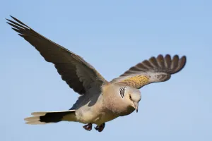 European turtle dove (Streptopelia turtur) in flight, Pusztaszer reserve, Hungary. May European turtle dove (Streptopelia turtur) in flight, Pusztaszer reserve, Hungary. May