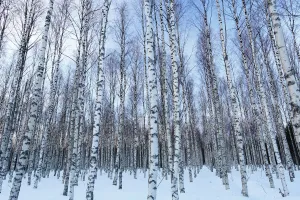 European white birch (Betula pubescens) woodland in winter, Spain, March 2016 European white birch (Betula pubescens) woodland in winter, Spain, March 2016
