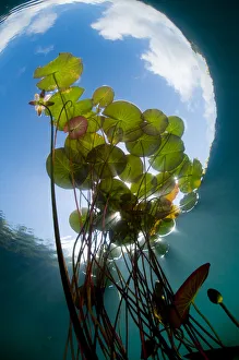 European white water lily (Nymphaea alba) in Swedish lake with snells window effect European white water lily (Nymphaea alba) in Swedish lake with snells window effect