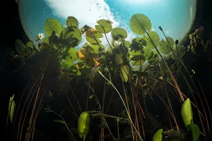 European white waterlilies (Nymphaea alba) viewed from underwater in a tributary of European white waterlilies (Nymphaea alba) viewed from underwater in a tributary of