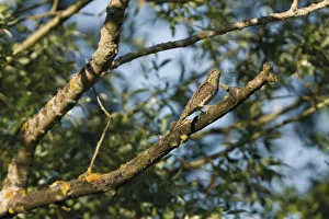European wryneck (Jynx torquilla) on branch, Crni Lug area. Northern Livanjsko Polje European wryneck (Jynx torquilla) on branch, Crni Lug area. Northern Livanjsko Polje