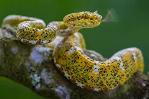 Eyelash viper (Bothriechis schlegelii) with tongue extended, flicking, tasting the air Eyelash viper (Bothriechis schlegelii) with tongue extended, flicking, tasting the air