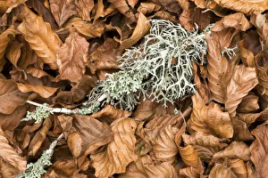 Fallen European beech leaves (Fagus sylvatica) and a twig with Lichen growing on it on the ground Fallen European beech leaves (Fagus sylvatica) and a twig with Lichen growing on it on the ground