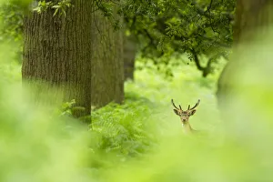 Fallow deer (Dama dama) amongst bracken in oak woodland, Cheshire, UK, August Fallow deer (Dama dama) amongst bracken in oak woodland, Cheshire, UK, August