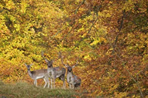 Three Fallow deer (Dama dama) two bucks and a doe, in front of Beech trees in ful autumn Three Fallow deer (Dama dama) two bucks and a doe, in front of Beech trees in ful autumn