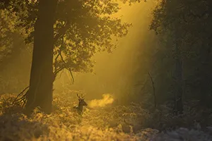 Fallow deer (Dama dama) in woodland clearing at dawn, Cheshire, UK November Fallow deer (Dama dama) in woodland clearing at dawn, Cheshire, UK November