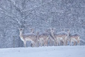 Fallow deer heard (Dama dama) in heavy snow Fallow deer heard (Dama dama) in heavy snow