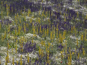 Fallow fields burst into flower containing Corn chamomile (Anthemis arvensis), Hoarry mullein (Verbascum pulverulentum) Fallow fields burst into flower containing Corn chamomile (Anthemis arvensis), Hoarry mullein (Verbascum pulverulentum)