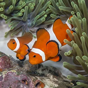 False clown anemonefish (Amphiprion oceallaris) guarding their eggs laid on a coral False clown anemonefish (Amphiprion oceallaris) guarding their eggs laid on a coral