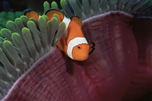 False clown anemonefish (Amphiprion ocellaris) amongst tentacles of sea anemone False clown anemonefish (Amphiprion ocellaris) amongst tentacles of sea anemone