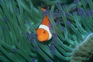 False clown anemonefish {Amphiprion ocellaris} amongst anemone tentacles, Sipadan False clown anemonefish {Amphiprion ocellaris} amongst anemone tentacles, Sipadan