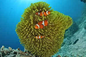 False clown anemonefish (Amphiprion ocellaris) in a magnificent sea anemone (Heteractis magnifica) False clown anemonefish (Amphiprion ocellaris) in a magnificent sea anemone (Heteractis magnifica)