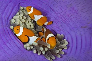 Three False clownfish (Amphiprion ocellaris) in Sea anemone (Heteractis magnifica) Lighthouse Reef Three False clownfish (Amphiprion ocellaris) in Sea anemone (Heteractis magnifica) Lighthouse Reef