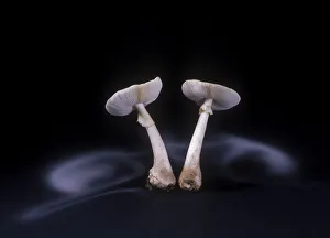 False death cap fungus (Amanita citrina var False death cap fungus (Amanita citrina var