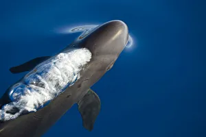 False killer whale (Pseudorca crassidens) just below surface exhaling as it breaks the surface False killer whale (Pseudorca crassidens) just below surface exhaling as it breaks the surface
