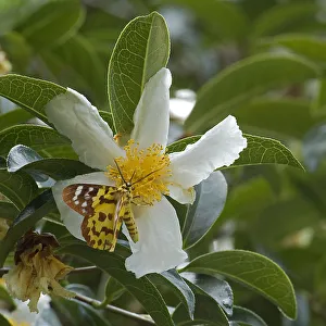 False tiger moth (Dysphania militaris) nectaring on Crapnells camellia (Camellia False tiger moth (Dysphania militaris) nectaring on Crapnells camellia (Camellia