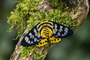 False tiger moth (Dysphania militaris) Isle of Marinduque, Philipines False tiger moth (Dysphania militaris) Isle of Marinduque, Philipines
