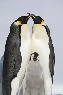 Familiy portrait of Emperor penguin (Aptenodytes forsteri) parents and chick, Snow Familiy portrait of Emperor penguin (Aptenodytes forsteri) parents and chick, Snow