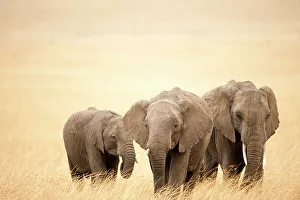 Family of African elephants (Loxodonta africana), Masai Mara National Reserve, Kenya Family of African elephants (Loxodonta africana), Masai Mara National Reserve, Kenya