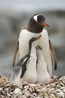 Family portrait of Gentoo penguins (Pygoscelis papua) adult with two chicks on the nest Family portrait of Gentoo penguins (Pygoscelis papua) adult with two chicks on the nest